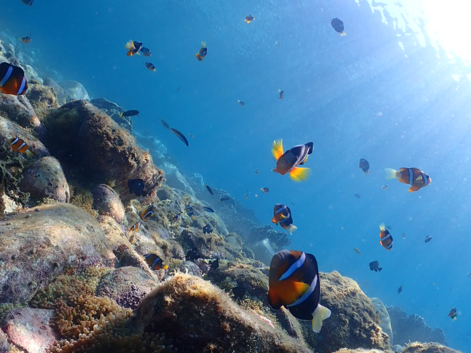 {[g̐^͂̃|CgII@jȂĂ̂ŊyBN}m~|Cg