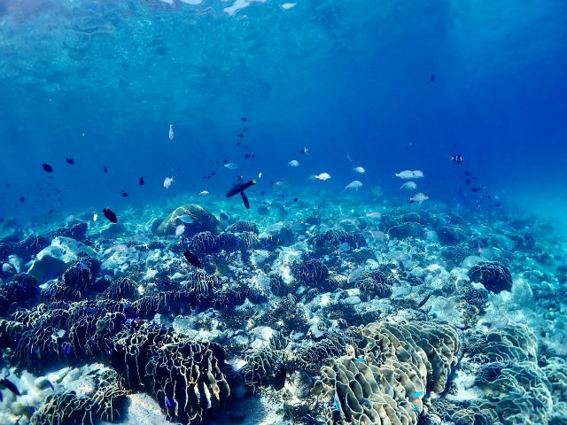 流れない、穏やかな入江が柏島の体験ダイビング指定場所です!!