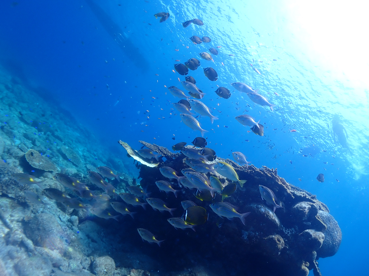 6歳から安全に参加頂けるツアー内容。(6歳以下でもスノーケルの口の部分のサイズが合えば)参加頂けます。※6歳以下は事前にお問い合わせ下さい。