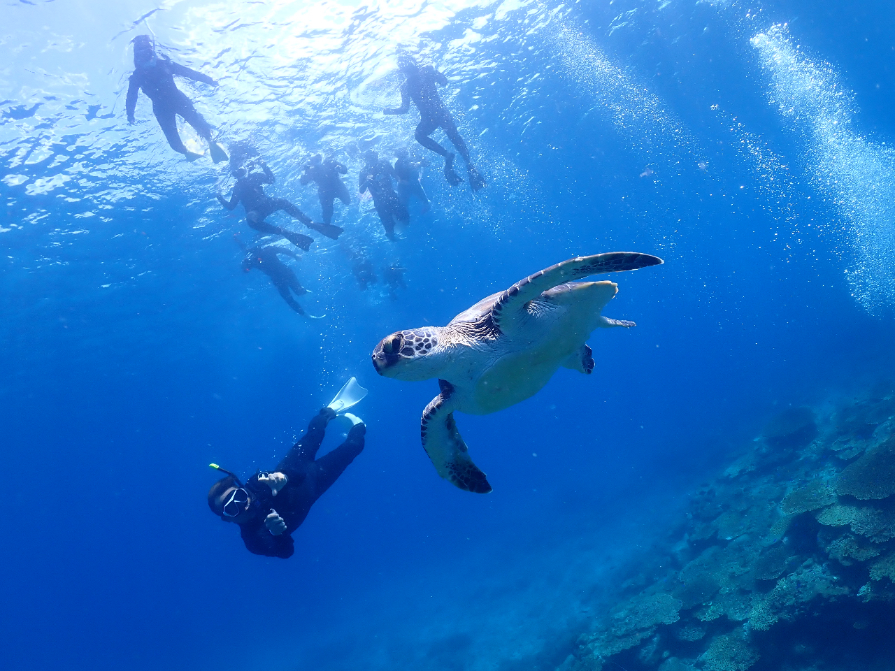 野生のウミガメに逢える又は一緒に泳げるツアーは、国内でも4ヶ所しかありません。沖縄エリア以外では7meだけ。過去3年間のデーターから分析し泳ぐエリアを見定めます