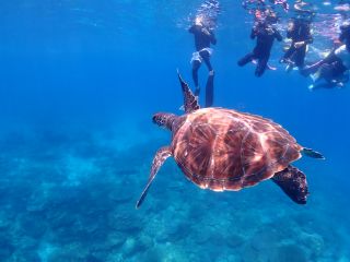 雨の日は魚達の警戒心がなくなります。野生のウミガメと一緒に泳ぐチャンス!昨年度の実績ウミガメツアー276回。残念ながら会えなかったのは2回。