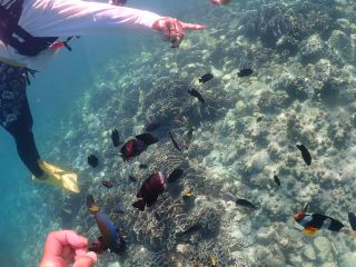 南国ならではのお魚が皆様をお出迎え