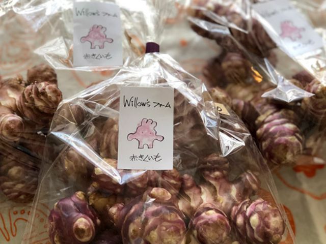 嬉しいお土産付き 彡 11月開催 赤菊芋の収穫体験 栄養価の高い赤菊芋も掘ってみよう Willow Sファーム じゃらん遊び体験 嬉しいお土産付き 彡 11月開催 赤菊芋の収穫体験 栄養価の高い赤菊芋も掘ってみよう Willow Sファーム じゃらん遊び体験