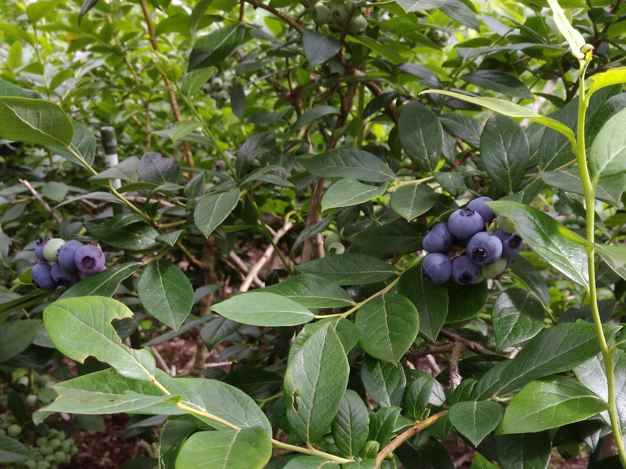 u[x[͑Ӑ܂ŐFXȕi킪܂B