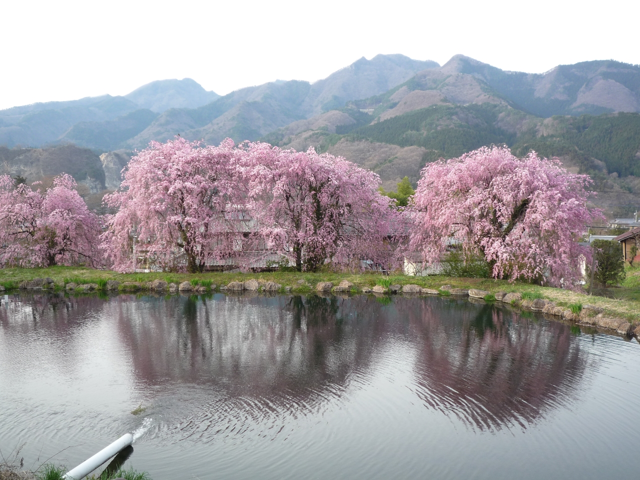 春には美しい桜も見られます♪