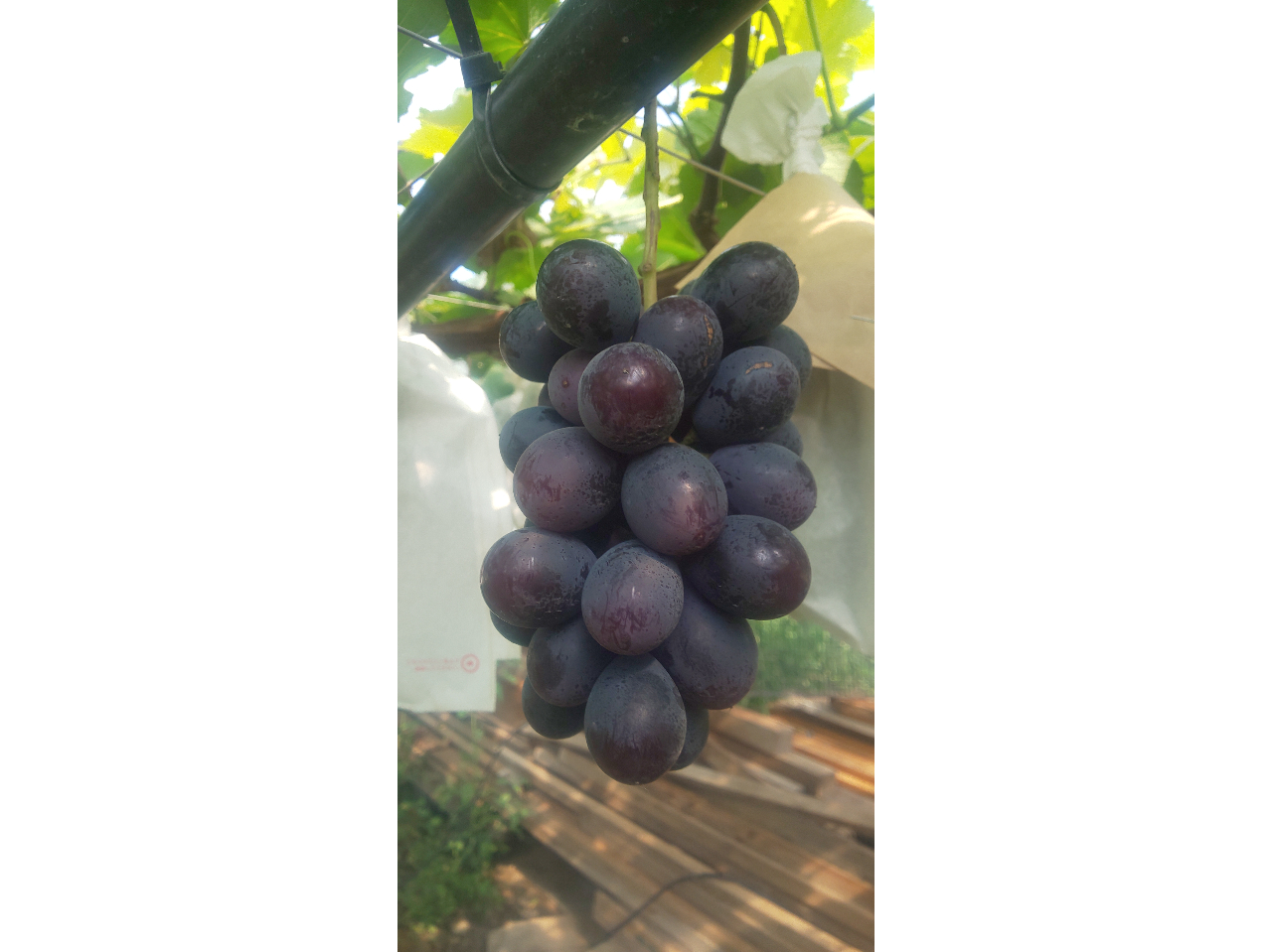 BK�V�[�h���X