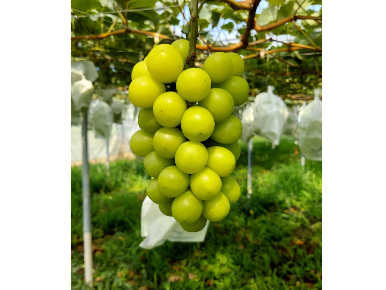 �V���C���}�X�J�b�g