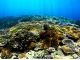 サンゴもたくさん