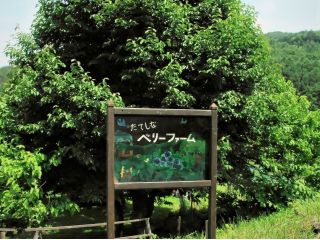 蓼科の涼しい標高800mの里山のブルーベリー園 種類の違うブルーベリーの食べ比べが出来ます。自然の中で育ったブルーベリーは甘くて大粒、格別の美味しさです。