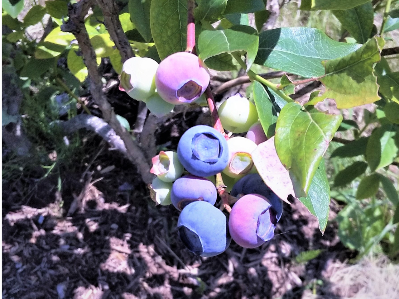 �嗱�̃u���[�x���[�͗L�@�엿�ŁA�_����قƂ�ǎg�킸��ĂĂ��܂��B