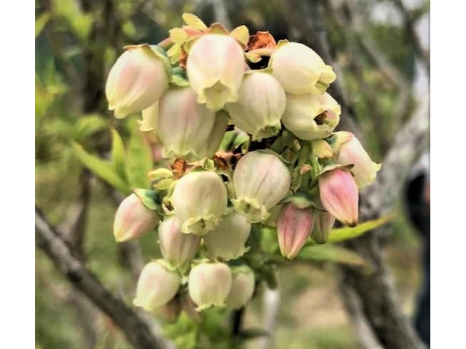 �T���ɂ̓J���C�C�Ԃ��炫�܂��B