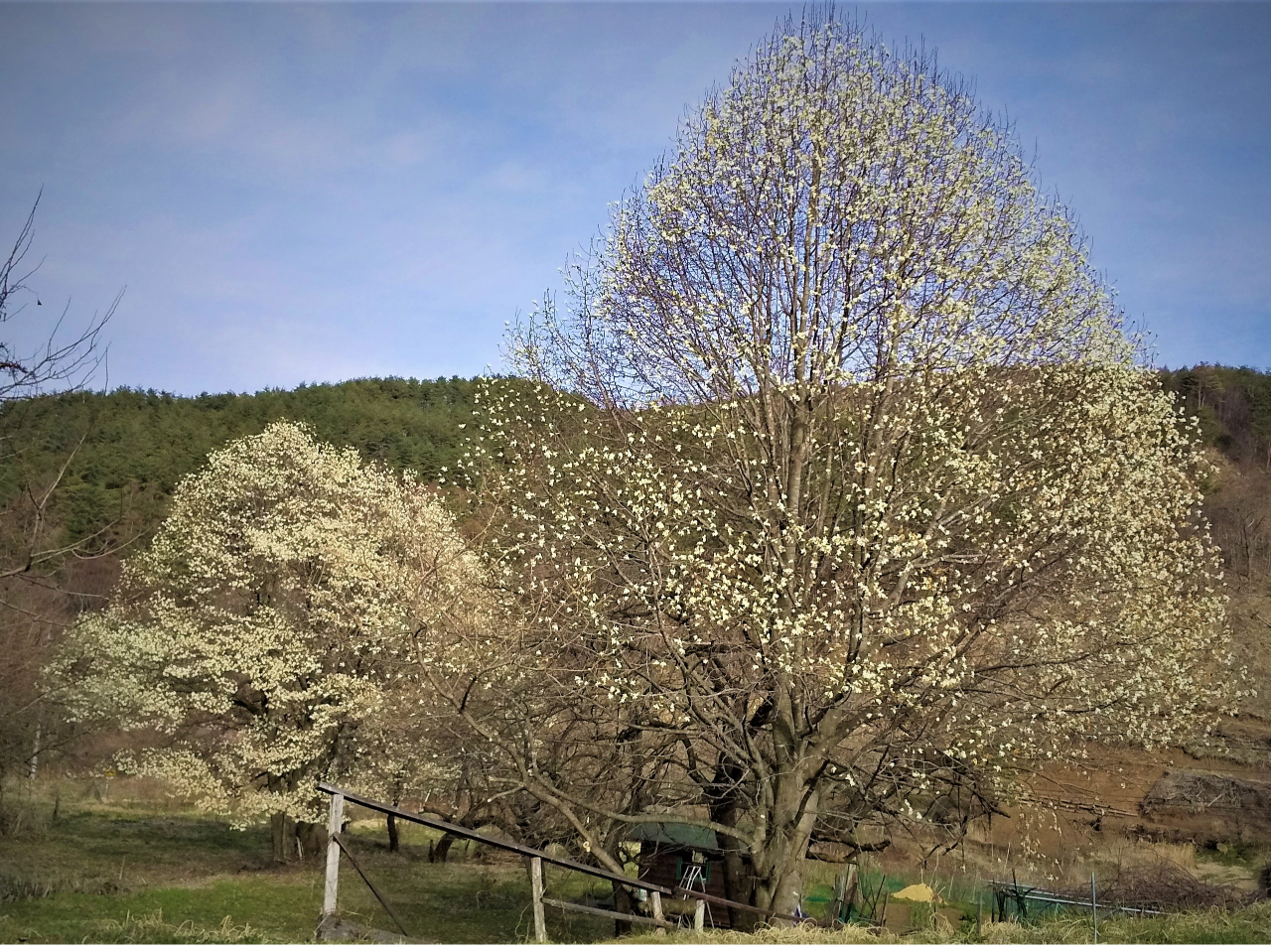 4���A�����̃V���{���c���[�̃R�u�V�̑���̊J��