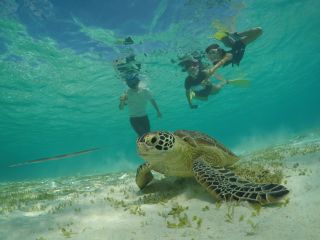 運が良ければ!ウミガメと泳げます♪ 7〜10月頃はだいたい運が良いです!