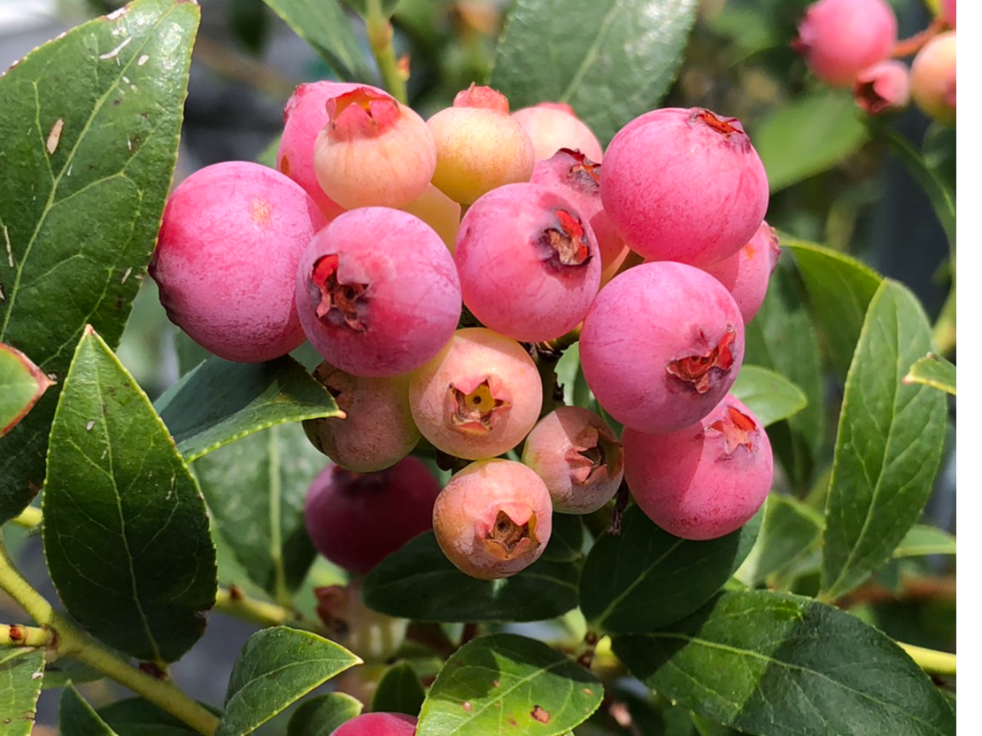 �s���N�����l�[�h�����ʌ���œE�ݎ��܂��I