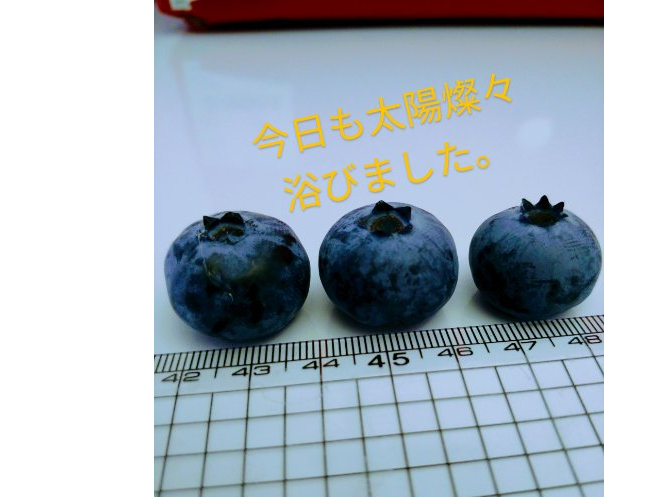 大粒は味も伴っております。小粒でも十分過ぎるほどに美味しいですよ!!