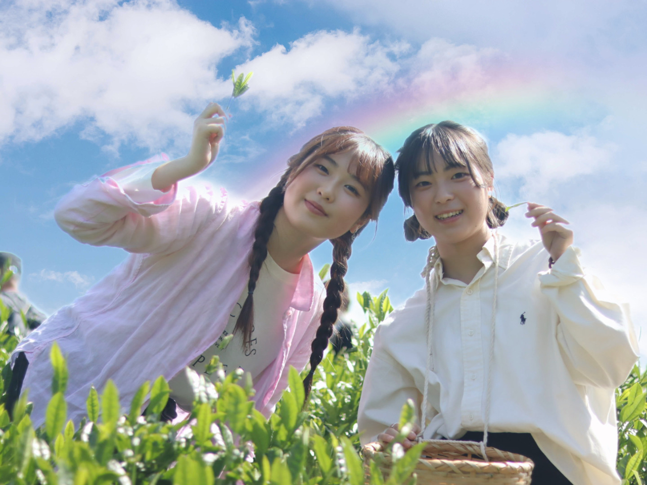 茶源郷ならではのアクティビティ!茶摘み体験