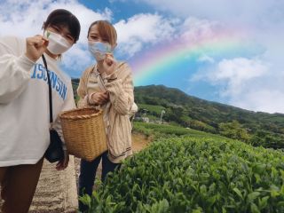 茶源郷を満喫!期間限定の茶摘み体験
