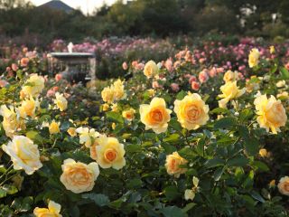 秋バラの見頃は10月中旬〜11月下旬。過ごしやすい季節の中で優雅なひと時を♪