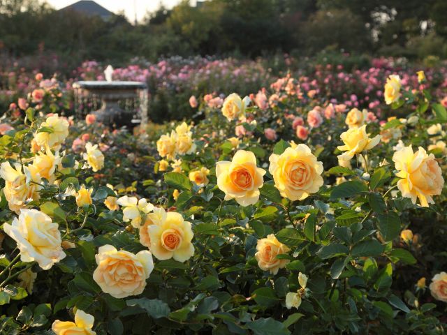 秋バラの見頃は10月中旬〜11月下旬。過ごしやすい季節の中で優雅なひと時を♪