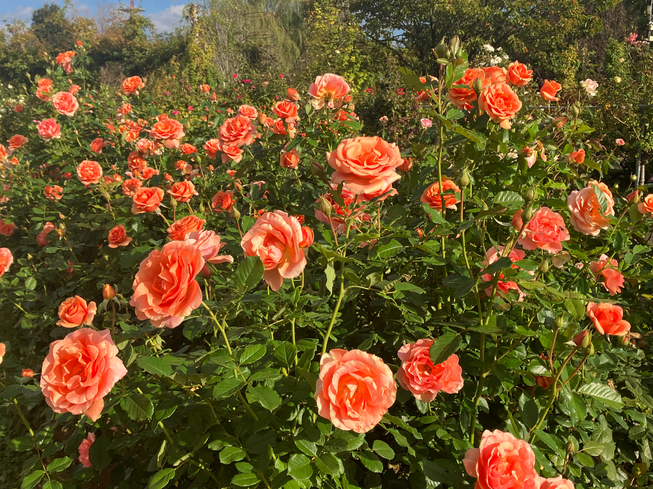 10/18(y)A19()A25(y)A26 ()͒8JB₩Ȓ̂ЂƂƂ߂JV~̏ꍇBSNSmFB