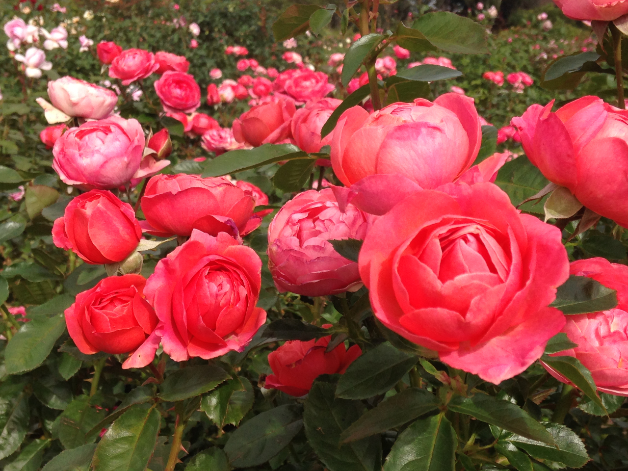 Ho炫ւANɈx́g̃s[NV[YhI