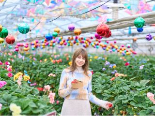 いちご温室の天井はキラキラ、カラフルなアート空間。光を楽しみながらイチゴを摘めます♪