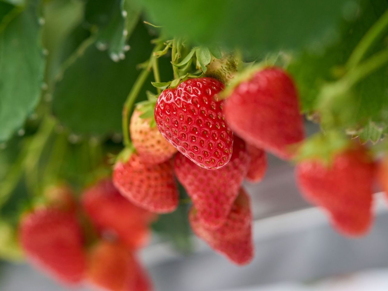 �Â��ăW���[�V�[�ȑ嗱���������������オ�肢�������܂���