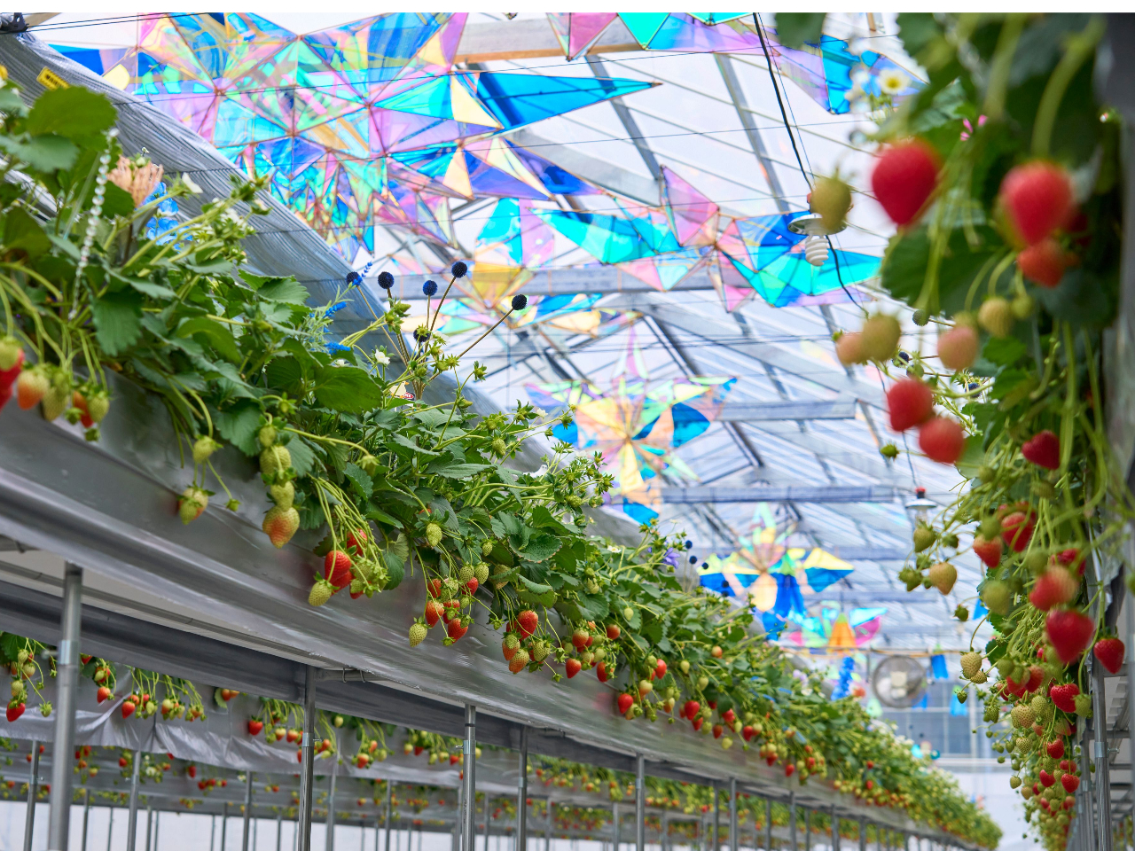 �����̓V��ɂ̓L���L���̃A�[�g�B�������̂��݂Ȃ���C�`�S���E�߂܂���