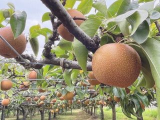 みずみずしく、ジューシーな自慢の梨をお楽しみください♪