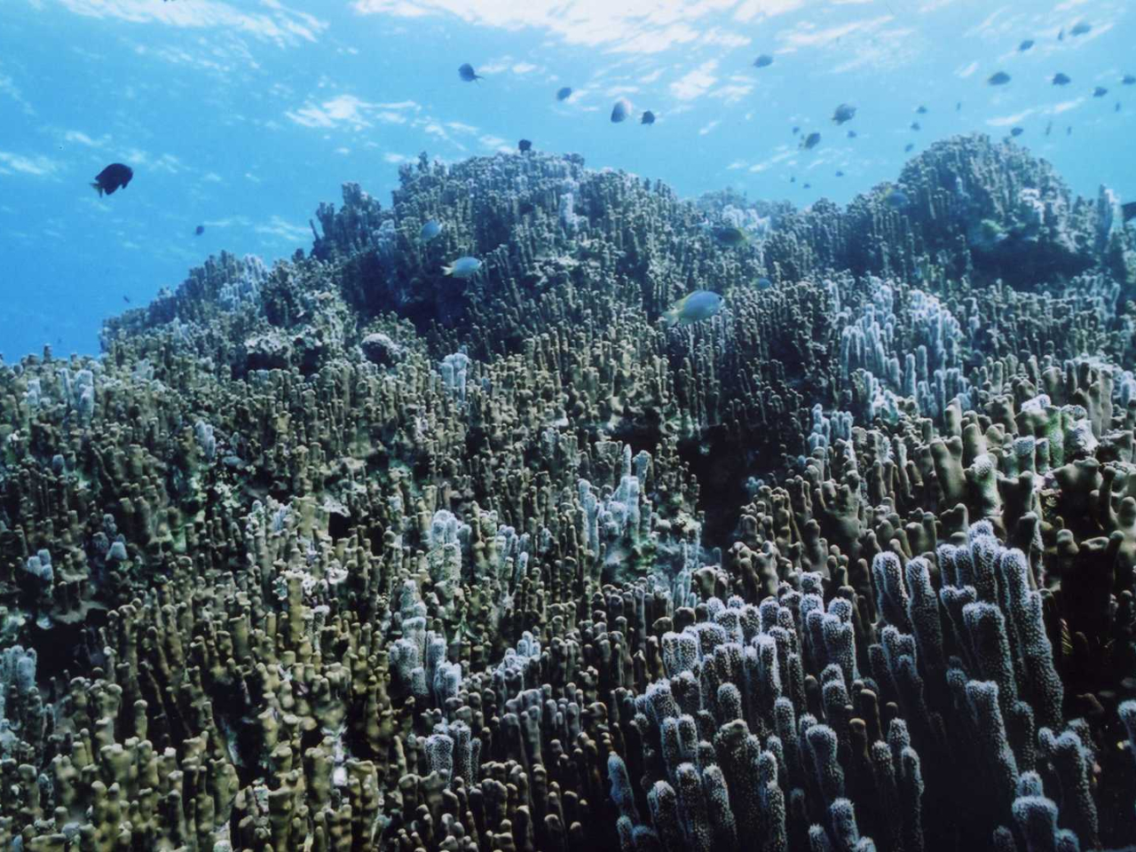大浦湾に広がるアオサンゴ群集。幅30m、長さ50m、高さ12mほどで、世界最大級。ここまで大きくなるには、2000年から3000年かかったと言われている。