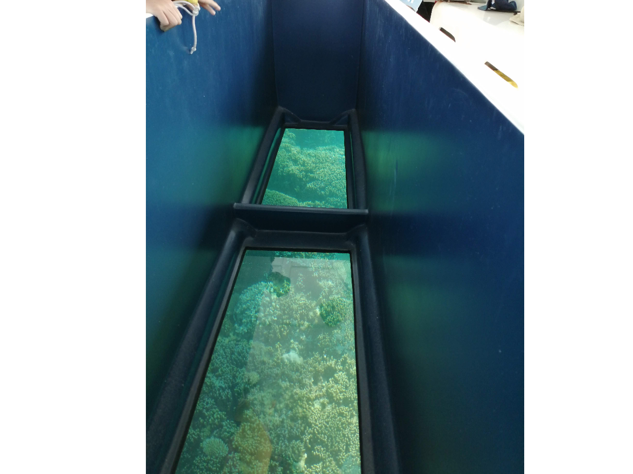 すぐ近くでサンゴや魚を見る事ができます。
