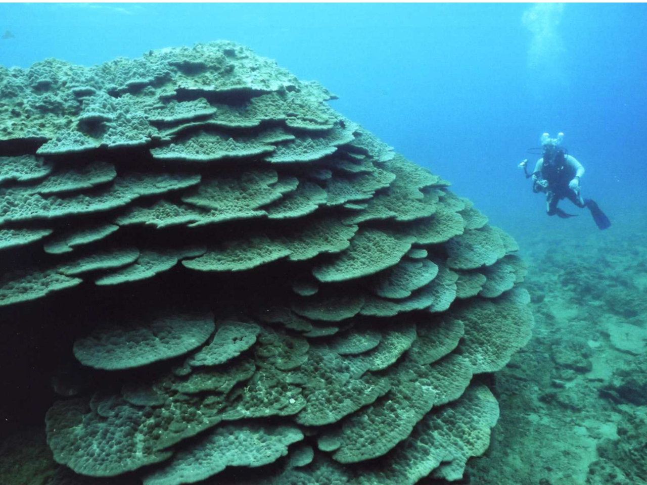 グラスボートで回るポイントの一つコブハマサンゴ。この大きさは非常に珍しく、樹齢500年と言われる。
