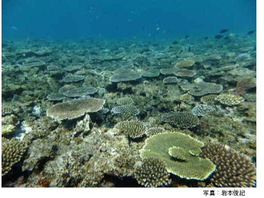 ミドリイシ。グラスボートで回るポイントの一つ、テーブル状のサンゴが広がる。1998年の白化現象で被害を受けたが、近年は回復し、産卵するまで成長している。