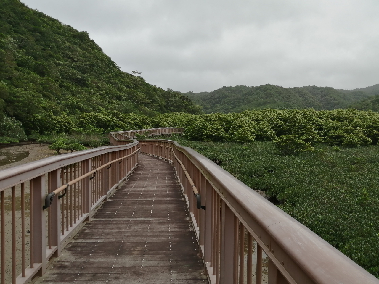 大浦川のマングローブは遊歩道から観察します。