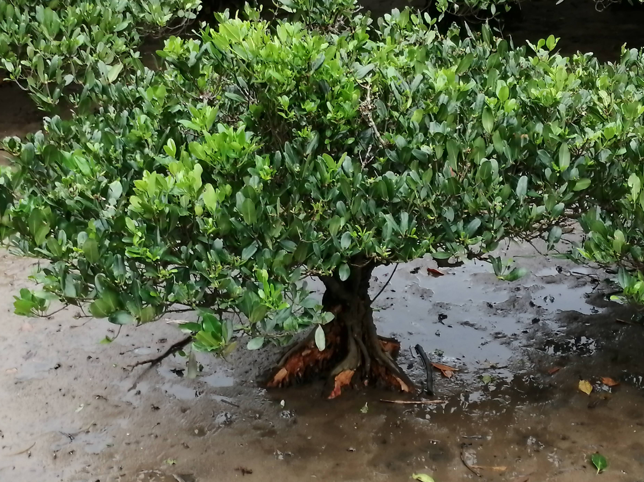 メヒルギ 根が板状になっているのが見えます