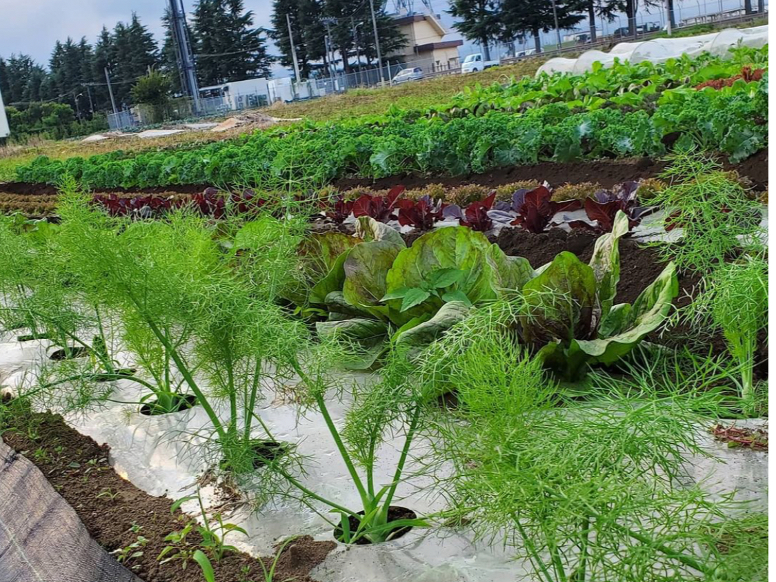 東京 立川 珍品 名品 彡カラフル野菜の収穫体験 レストランで出てくるようなおしゃれでおいしいお野菜です ファミリー カップルオススメ カラフル野菜の小山農園 じゃらん遊び体験 東京 立川 珍品 名品 彡カラフル野菜の収穫体験 レストランで出てくるようなおしゃれでおいしいお野菜です ファミリー カップルオススメ カラフル野菜の小山農園 じゃらん遊び体験