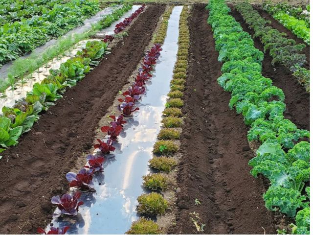 東京 立川 珍品 名品 彡カラフル野菜の収穫体験 レストランで出てくるようなおしゃれでおいしいお野菜です ファミリー カップルオススメ カラフル野菜の小山農園 じゃらん遊び体験 東京 立川 珍品 名品 彡カラフル野菜の収穫体験 レストランで出てくるようなおしゃれでおいしいお野菜です ファミリー カップルオススメ カラフル野菜の小山農園 じゃらん遊び体験