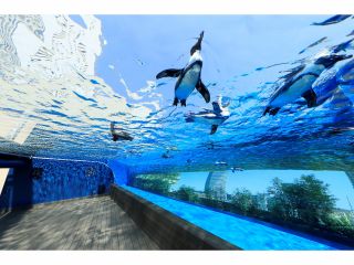 天空のペンギン