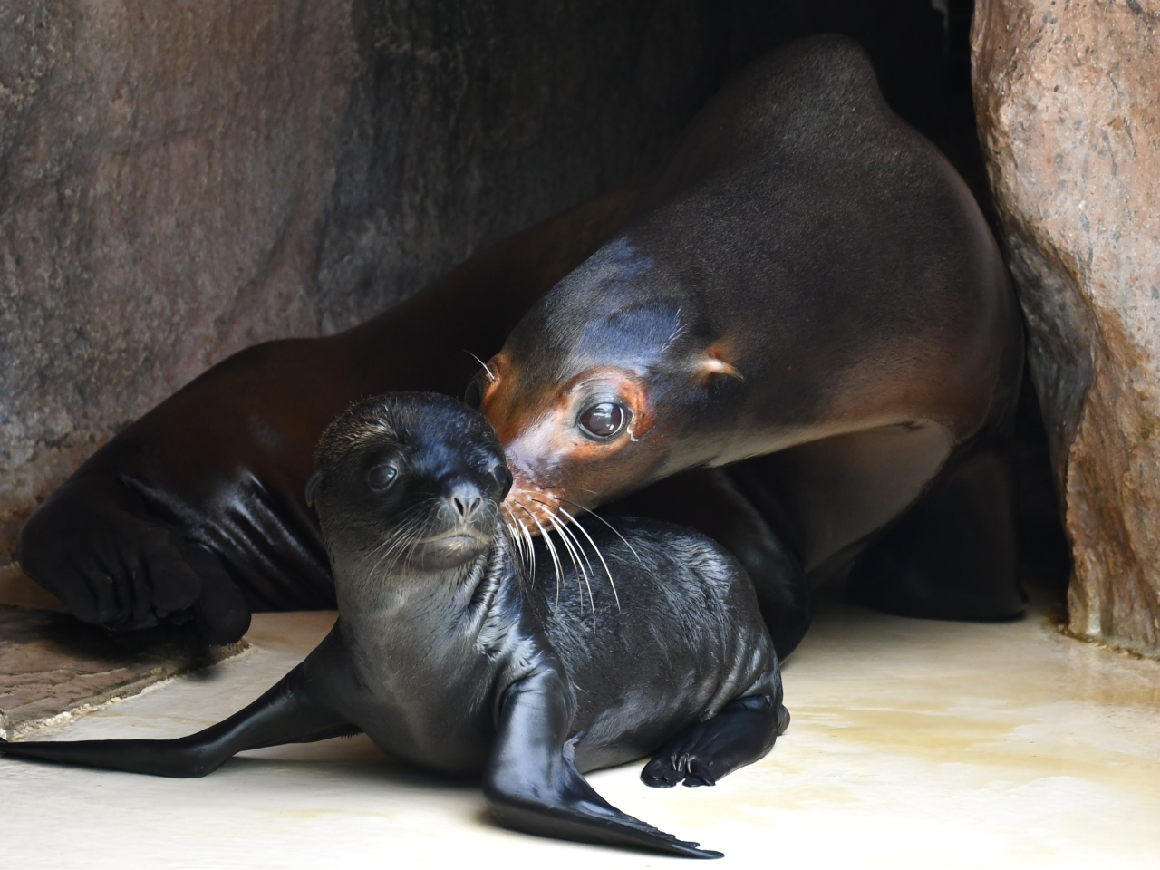 GW期間～2026.5/10＞【WEB整理券不要！】 サンシャイン水族館前売券