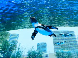 天空のペンギン