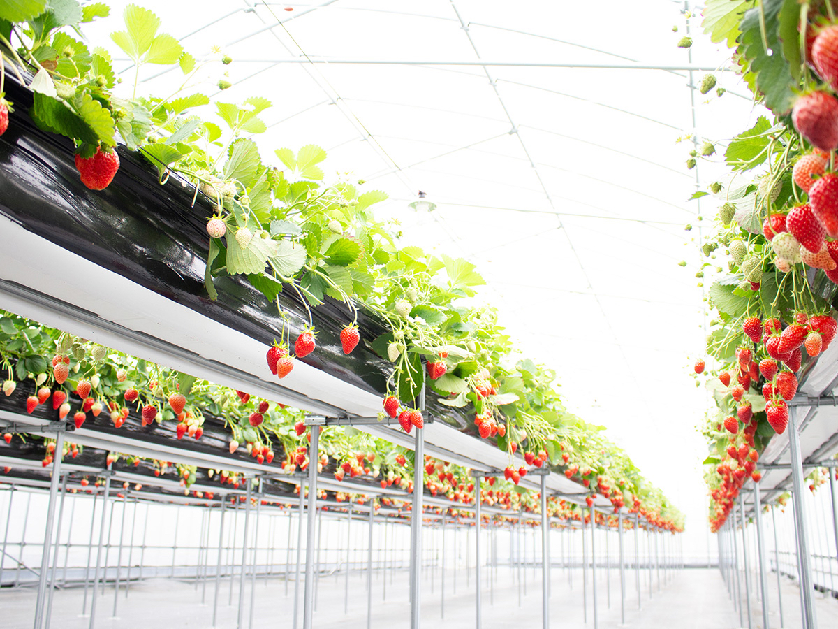 《最大5品種!40分間 食べ放題♪》練乳サービス♪ 2歳以下無料!!【ラコリーナ...