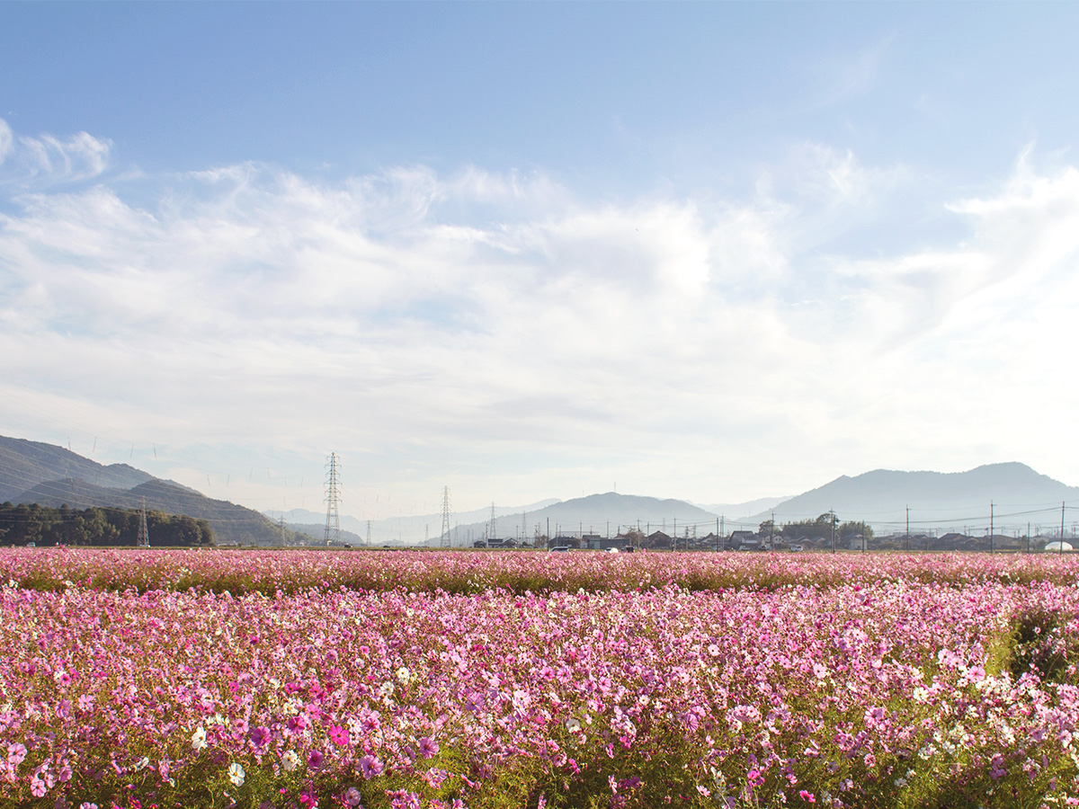 �ߍ]�����̍L��ȓy�n�Ɗ��g���̂���C��͂������͔̍|�ɓK���Ă��܂��B���������C�`�S���̂��߂ɋߍ]�����Ƃ����y�n��I��ł��܂��B