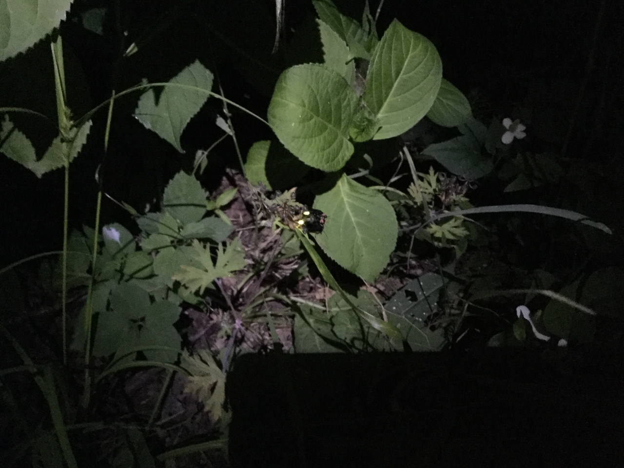 �c���L�_���̎ʐ^4