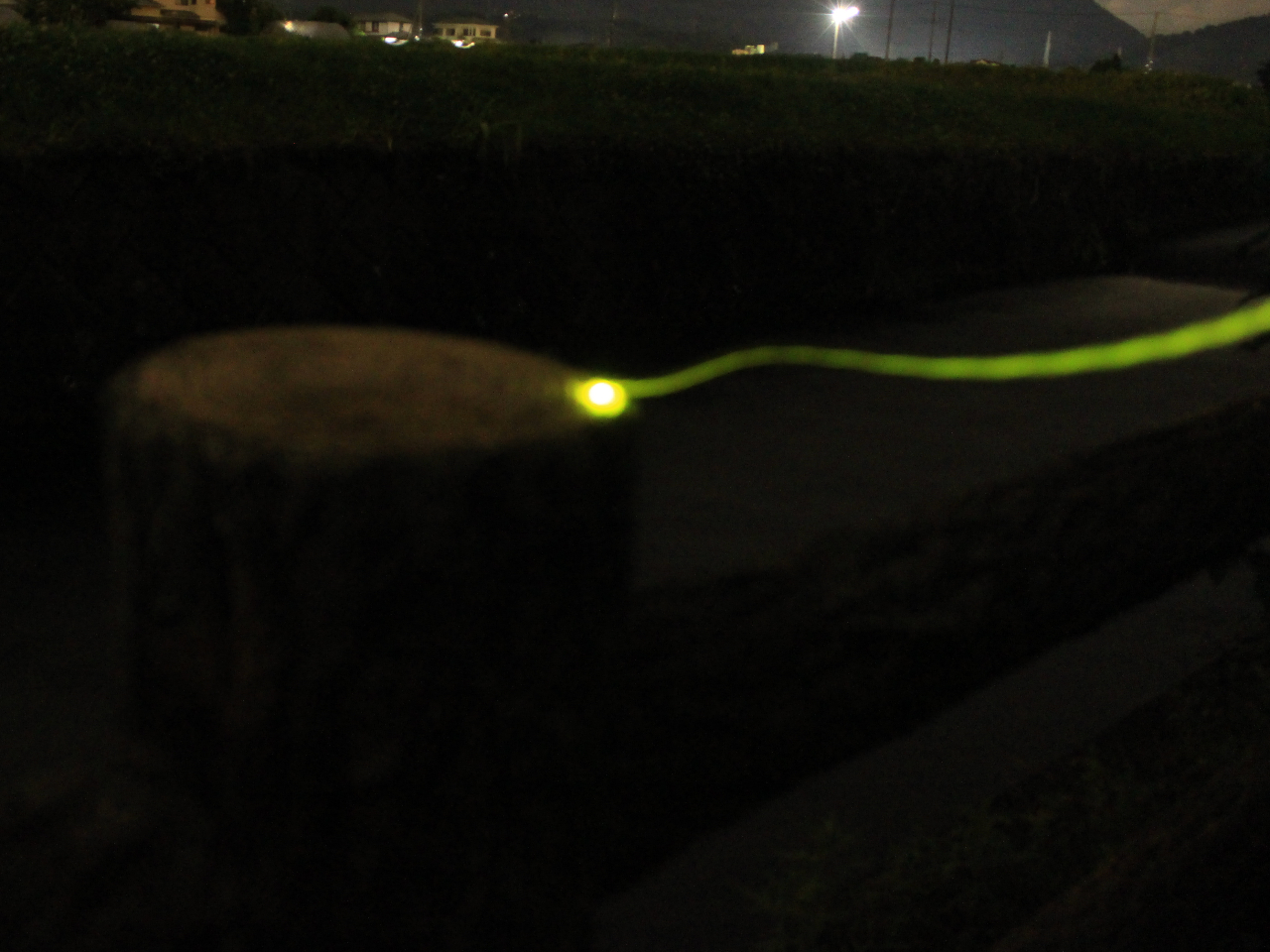 �c���L�_���̎ʐ^3