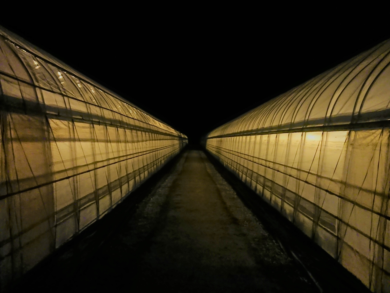 ハウスがまるで大きな行燈のよう