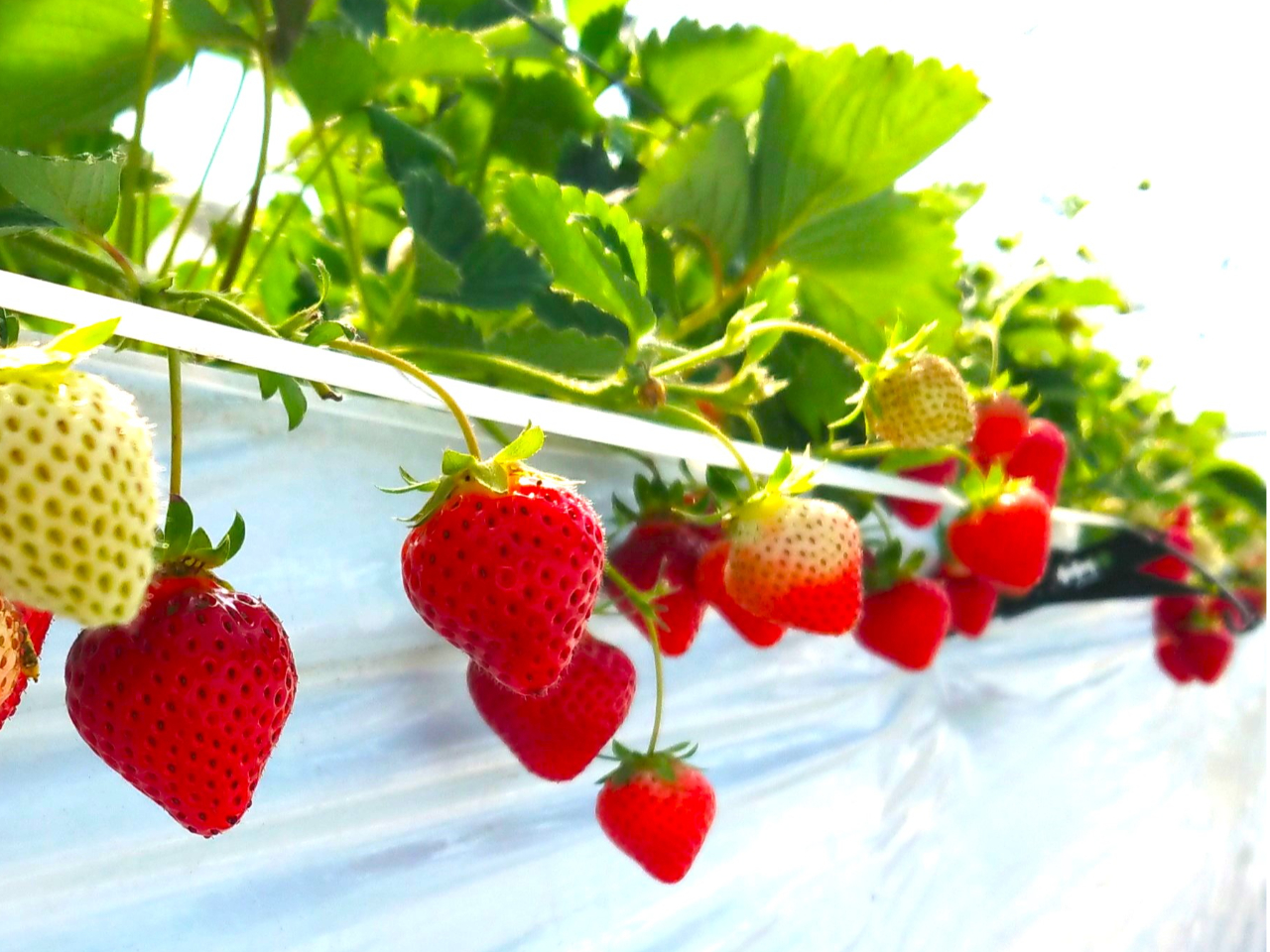 採れたていちごのジューシーさに感動してください♪