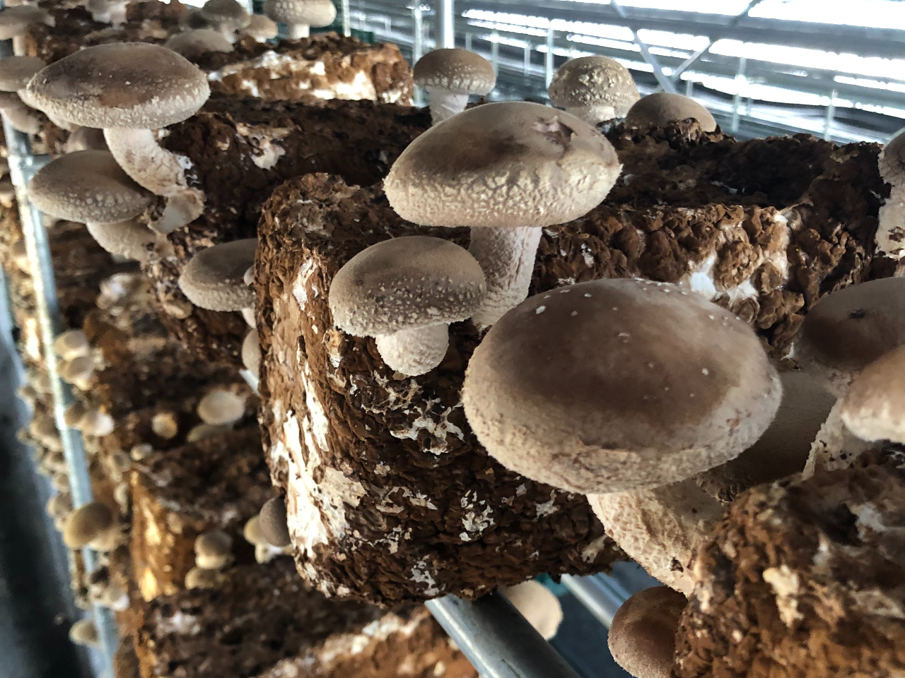 АY̋ۏłB ۏƂ́EEEEELtEĂʂEȂǂ𐅂ŗČł߂̂łB