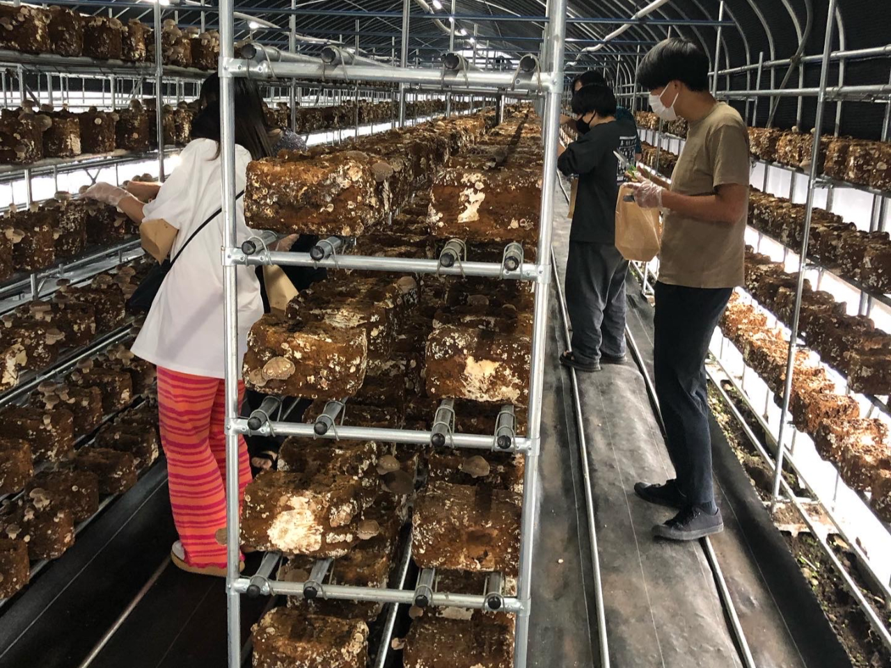 お好みのしいたけを探してください☆