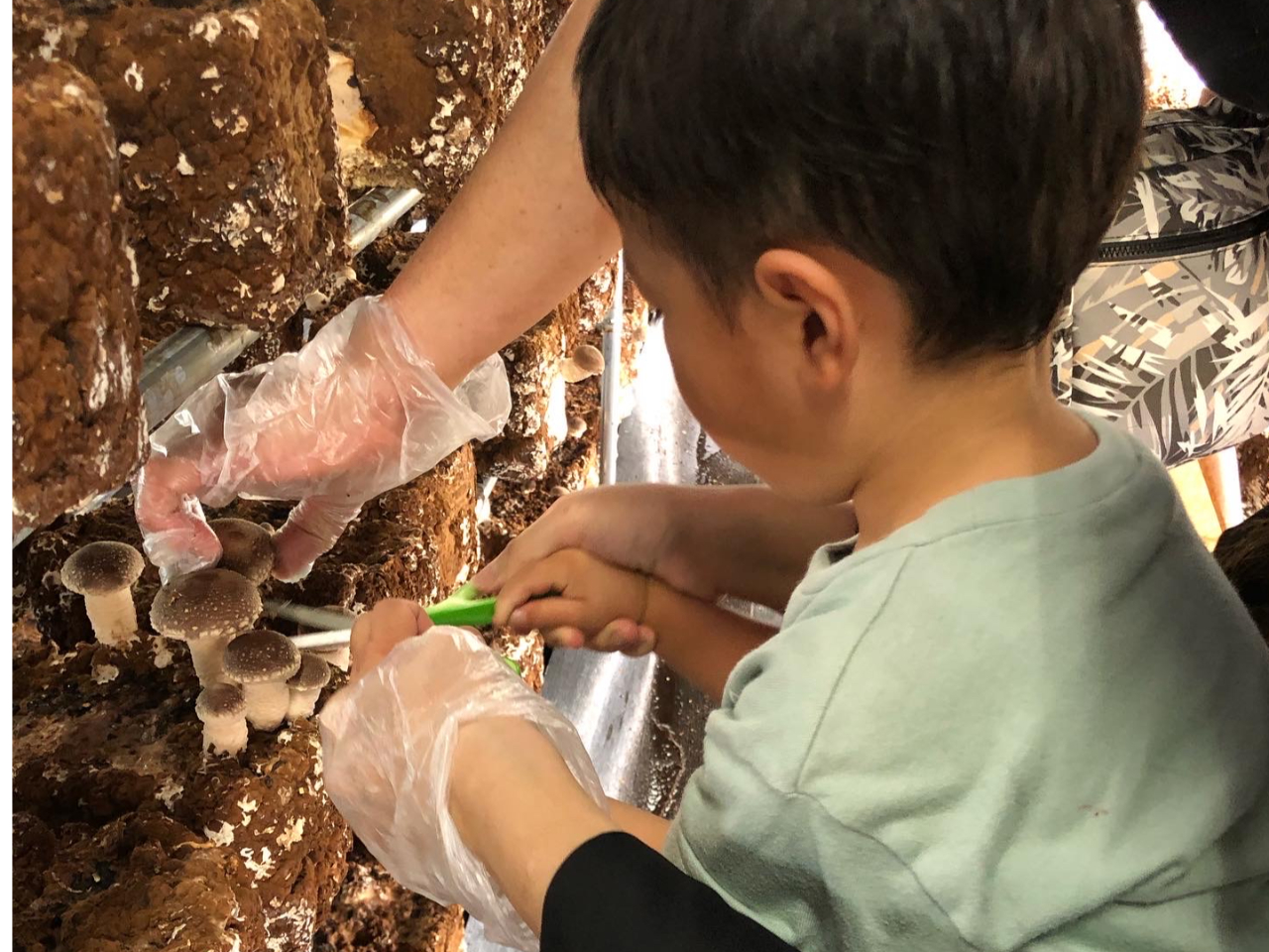 ここの椎茸を食べて好きなったとのお言葉もいただきます♪お子様の食育にも!時間を忘れて夢中になります(^^♪