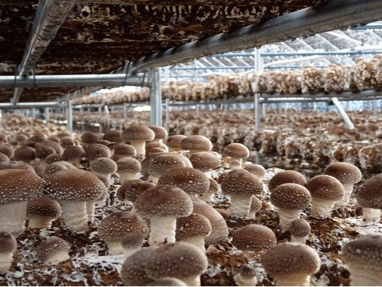 まさにシイタケの森!!